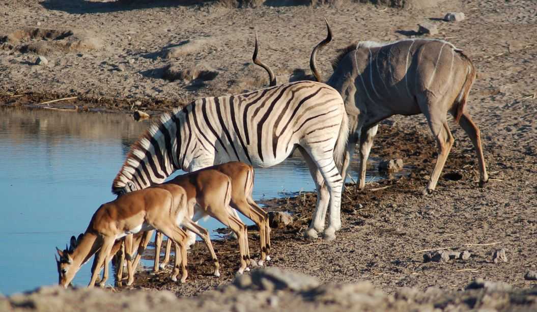 Top 10 Big Game Safari Destinations, Etosha National Park