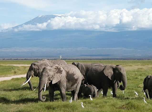 Top 10 Tourist Attractions in Kenya, Amboseli National Park