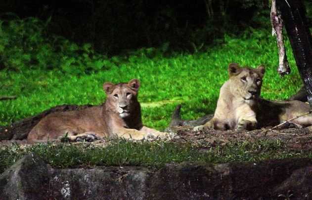 night safari Singapore, Singapore tourist attractions