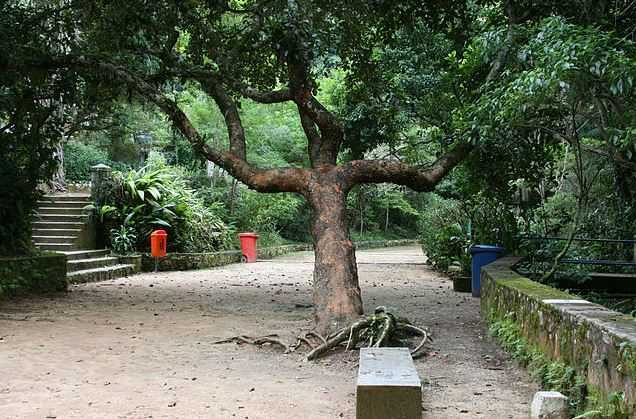 tijuca-national-park, places to visit in Rio de Janeiro