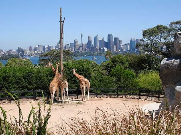 Things to do in Sydney, Taronga Zoo