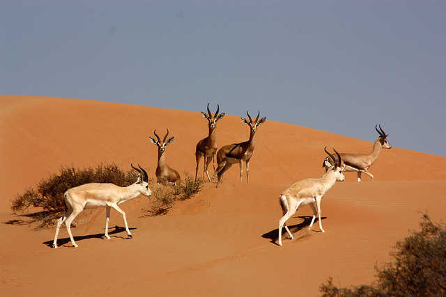 Dubai Desert Conservation Reserve, balloon flights